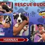 Hannah