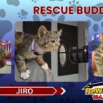 Jiro Rescue Buddy