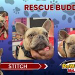 Stitch Rescue Buddy